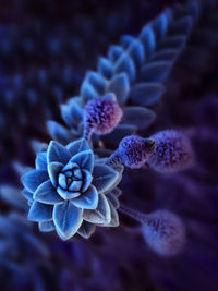 High angle view of frosted flower in bloom