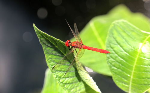 Close-up of insect on leaf