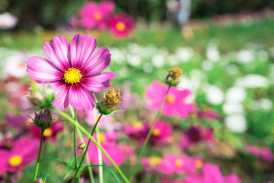 Close-up of bee pollinating on pink flower