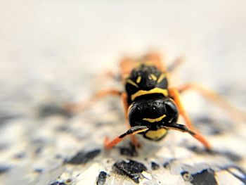 Close-up of insect