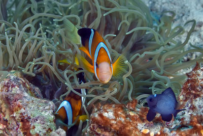 View of fish swimming in sea