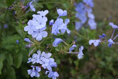 Close-up of blue flowers blooming in park