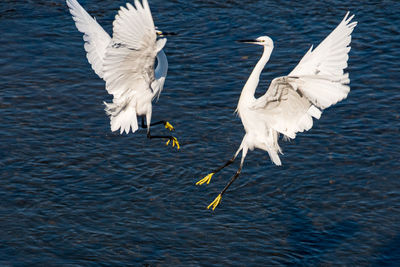 Seagulls flying over lake