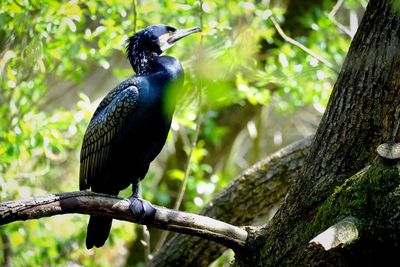 Close-up of bird perching on tree