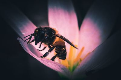 Close-up of bee pollinating on flower