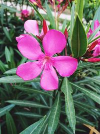 Close-up of pink flowers