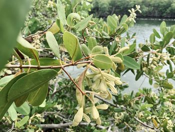 Close-up of plant growing on tree