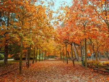 Trees in park during autumn