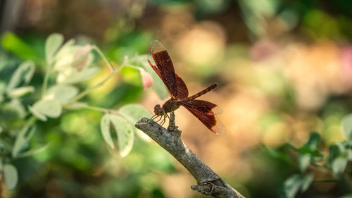 Close-up of butterfly on plant