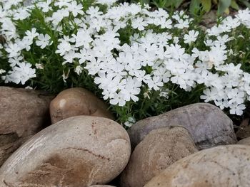 Close-up of white flowering plants on rocks