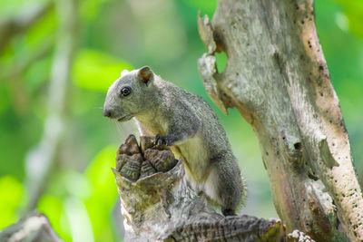 Close-up of squirrel on tree trunk