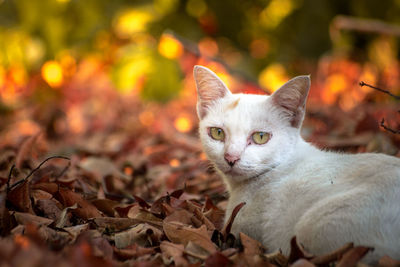 Portrait of a cat