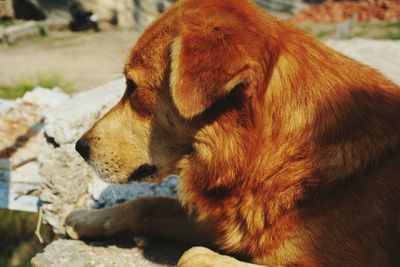 Close-up of dog