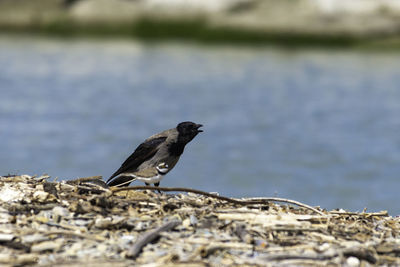 Bird perching on a lake