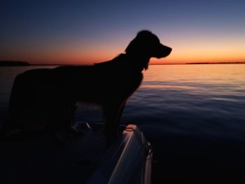 Silhouette dog by sea against sky during sunset