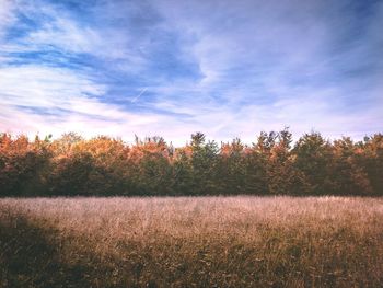 Trees on field against sky