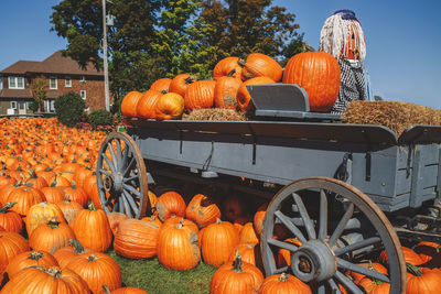 Pumpkins in market during autumn