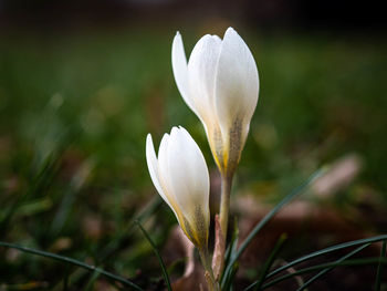 Close-up of white crocus flower on field