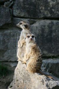 Close-up of meerkat sitting on rock