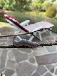 Close-up of snail on leaf