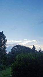 Low angle view of trees in forest against sky