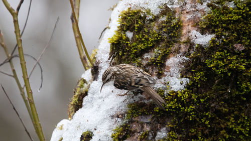 Close-up of bird perching on a tree