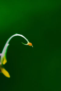 Close-up of ladybug on leaf against green background