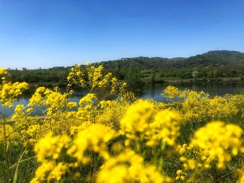 Yellow flowering plants on field against clear sky