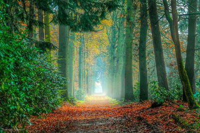 Footpath in forest