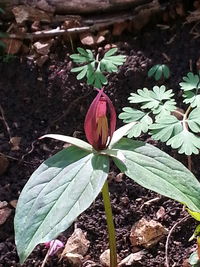 Close-up of pink flower