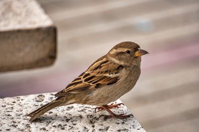 Close-up of bird perching on a wall