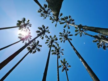 Low angle view of palm trees against clear sky