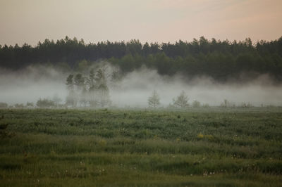 Scenic view of field against sky