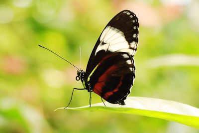 Close-up of butterfly on flower