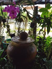 Close-up of potted plant in pot