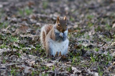 Squirrel sitting on a field