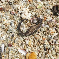 High angle view of crab on pebbles