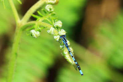 Close-up of insect on plant