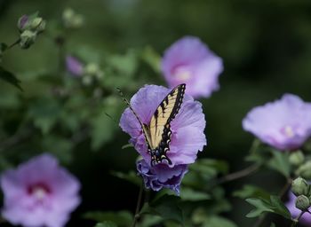 Close-up of butterfly pollinating on purple flower