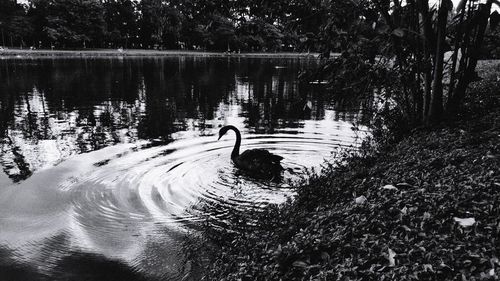 Swan swimming in a lake