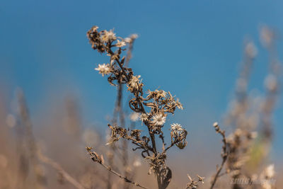 Close-up of fresh flower tree against blue sky