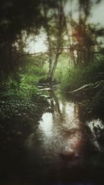 Trees in forest