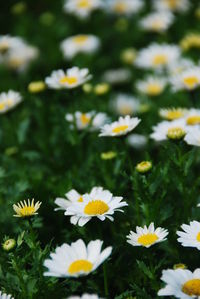 Close-up of white daisy flowers