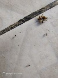 High angle view of insect on land