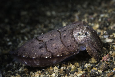 Close-up of turtle in sea