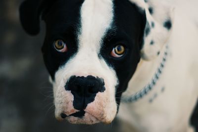 Close-up portrait of dog