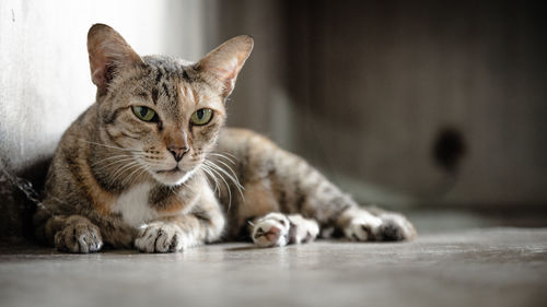 Portrait of cat lying down on floor