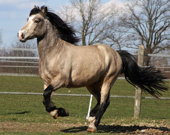 Horse standing on field