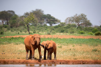 Elephant in a field