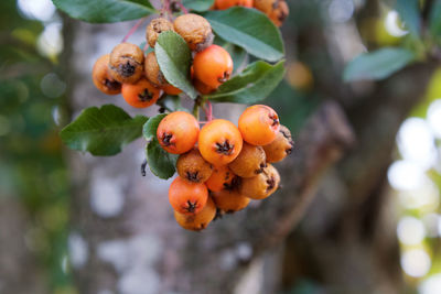 Close-up of berries growing on tree